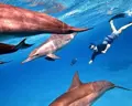 Dolphin House 